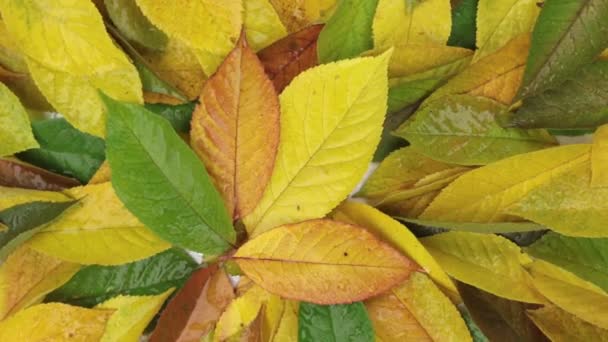 Zoom und Rotation von Herbstblättern in Tautropfen. — Stockvideo