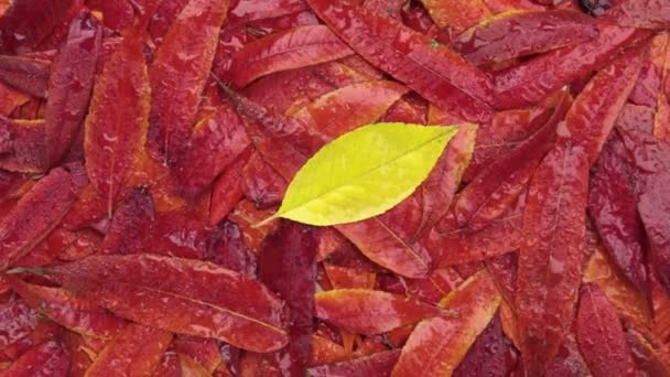 Zoom and rotation of autumn foliage in dew drops. — Stock Video