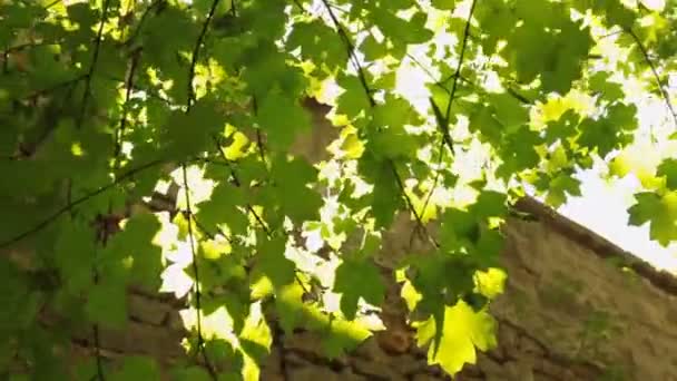 Sonne durch die Blätter und den Baum, der aus der Steinmauer wächst. — Stockvideo