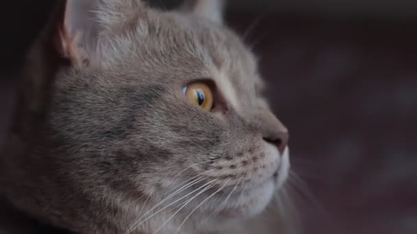 Lovecké emoce kočky, který viděl ptáky. — Stock video