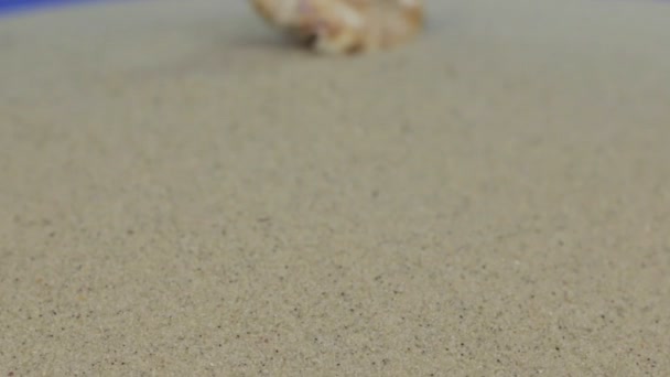 Aproximace mušle, ležící na písku. Dolly zastřelen. Izolovaný — Stock video