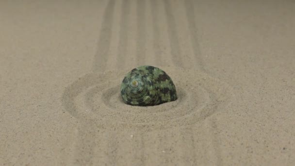 Zoom of a beautiful sea shell lying in a circle of sand. — Stock Video