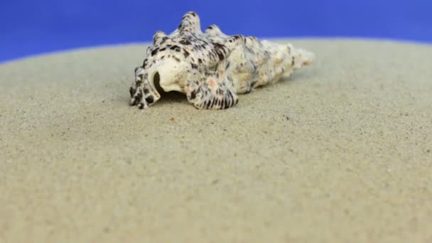 Acercándose a la concha de mar tendida en la arena, de cerca . — Vídeos de Stock