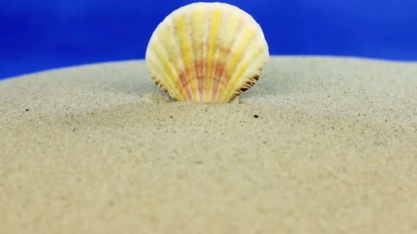 Närmar sig seashell som sticker upp ur sanden, närbild. — Stockvideo