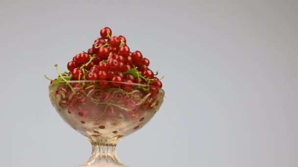 Обертання скляної вази з купою червоної смородини . — стокове відео