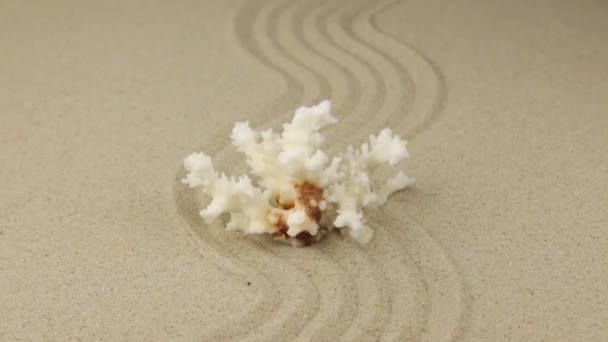 Zoom, koraal, liggend op een zigzag gemaakt van zand. — Stockvideo