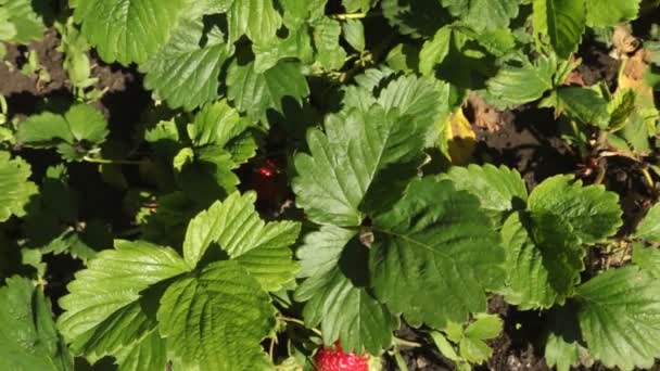 딸기는 정원에서 성장입니다. 크레인 촬영. — 비디오