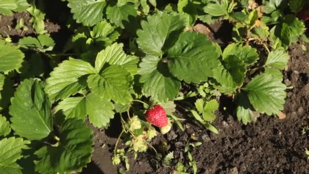 Fresas creciendo en el jardín. Grúa tiro . — Vídeos de Stock