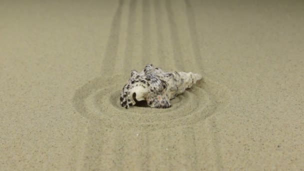 Zoom. Beautiful seashell lying in the center of a circle made of sand . — Stock Video