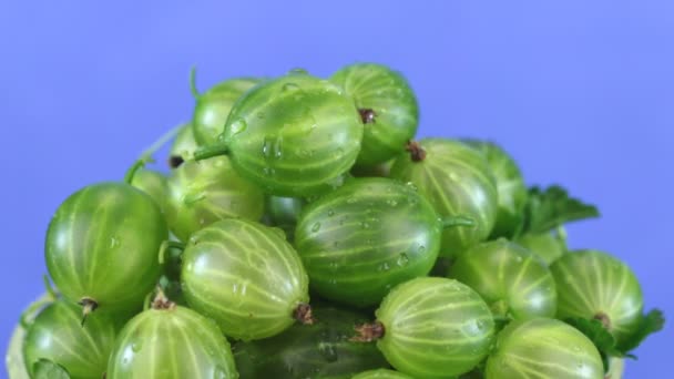 Cadono gocce di pioggia su un mucchio rotante di uva spina verde . — Video Stock