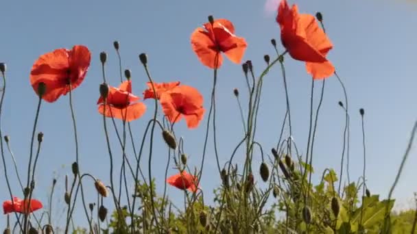 Il vento scuote i fiori di papavero contro il cielo blu e il sole. Paesaggio rurale — Video Stock