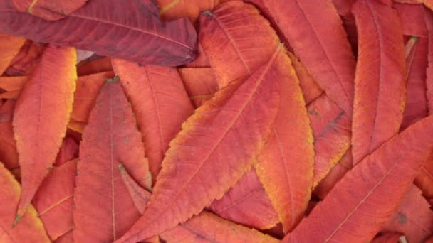 Rotation. Colorful and bright background made of fallen autumn leaves. Autumn background. — Stock Video