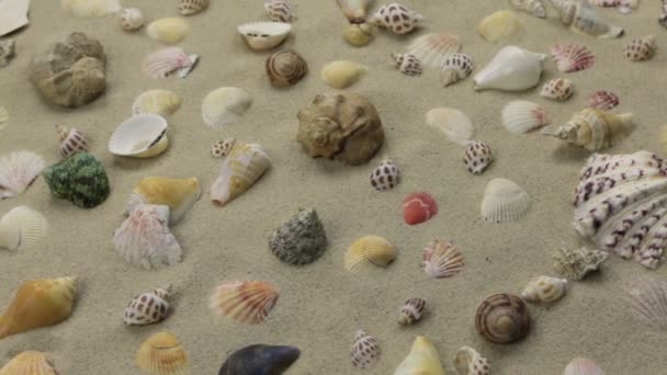 Disparo deslizante. Fondo de playa hecho de conchas marinas y estrellas de mar en la arena . — Vídeos de Stock