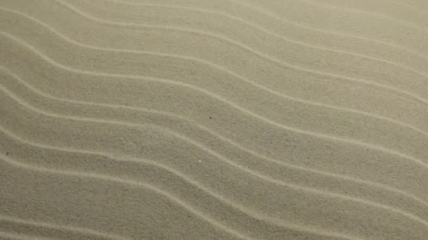 Panorama. Textura písku duny. Písčitá pláž pro pozadí. — Stock video