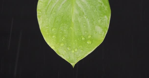 Nahaufnahme, Regentropfen fallen auf ein grünes Blatt. Ströme von Wasser fließen die Platte hinunter. — Stockvideo