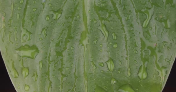 Makró közelkép, esőcseppek hullanak a zöld levélre. Vízfolyások folynak le a lepedőn..