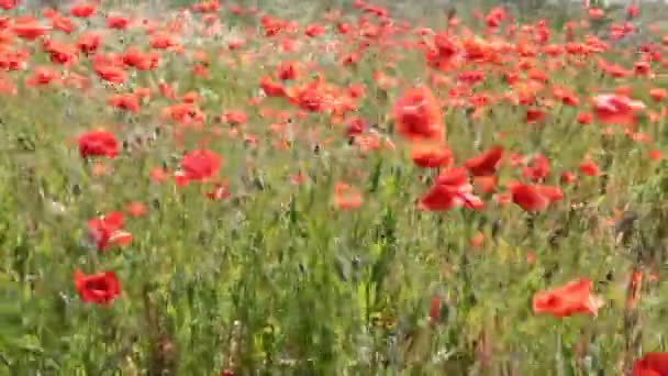 Poppy flowers swaying in a gust of wind. A field of poppies. — Stock Video