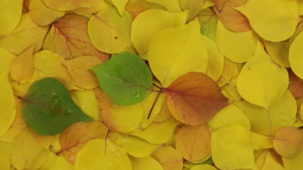 빗방울 이 잎에서 가을 배경으로 회전하는 모습. — 비디오