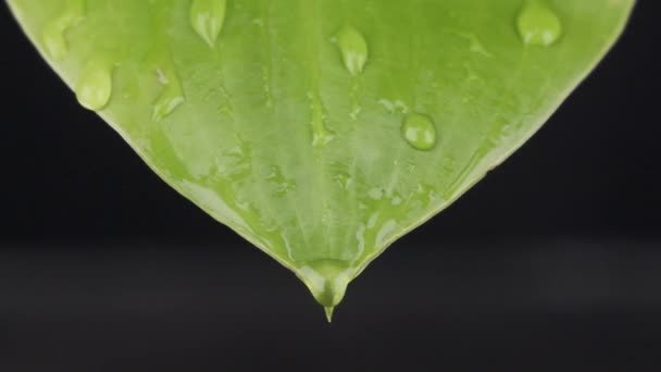 Zeitlupe. Makro-Nahaufnahme, Regentropfen, die auf ein grünes Blatt fallen. Ströme von Wasser fließen die Platte hinunter. — Stockvideo