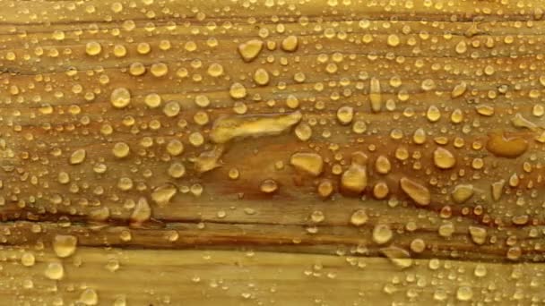 Wind blows away raindrops with a wooden texture. — Stock Video