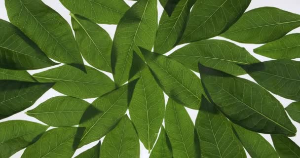 Rotation. Les feuilles vertes fraîches reposent sur fond blanc. Texture des feuilles. Contexte des feuilles. — Video