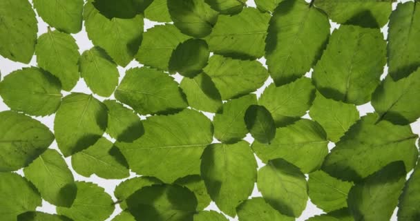 Les feuilles de menthe fraîche reposent sur un fond blanc. Rotation. Texture des feuilles. Contexte des feuilles. — Video