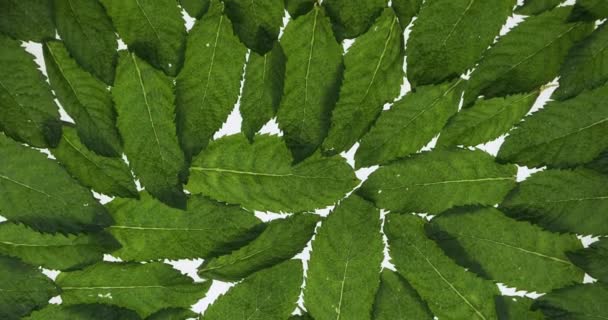 Les feuilles de menthe fraîche reposent sur un fond blanc. Rotation. Texture des feuilles. Contexte des feuilles. — Video