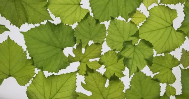 Las hojas de uva fresca se encuentran sobre fondo blanco. Rotación. Textura de la hoja. Fondo de hojas . — Vídeo de stock