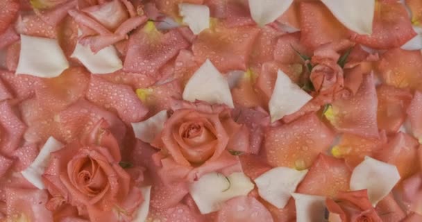 Fundo rotativo feito de flores e pétalas de rosa. Orvalho em flores e pétalas . — Vídeo de Stock