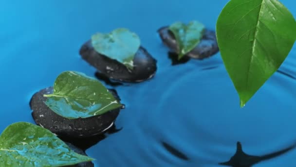 Langzame beweging. Druppels water druppelen op zwarte stenen met groene bladeren in blauw water. Spa achtergrond. — Stockvideo