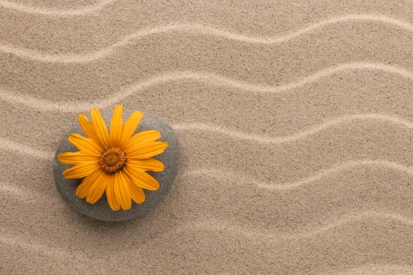 Κίτρινο Λουλούδι Βρίσκεται Μια Πέτρα Ανάμεσα Στους Αμμόλοφους Άποψη Από — Φωτογραφία Αρχείου