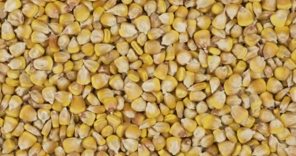 Kukorica gabona háttér, textúra. Forgás és nagyítás gabonafélék nélkül. — Stock videók