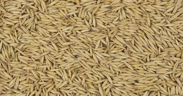 燕麦全麦背景，纹理。谷物背景下的轮转和缩放. — 图库视频影像