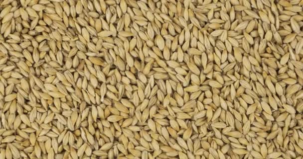 Fondo de grano de cebada entera, textura. Rotación y zoom fuera del fondo de grano . — Vídeos de Stock