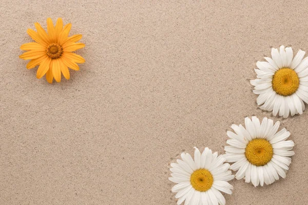 Four Daisies Grow Sand Space Your Text View — Stock Photo, Image