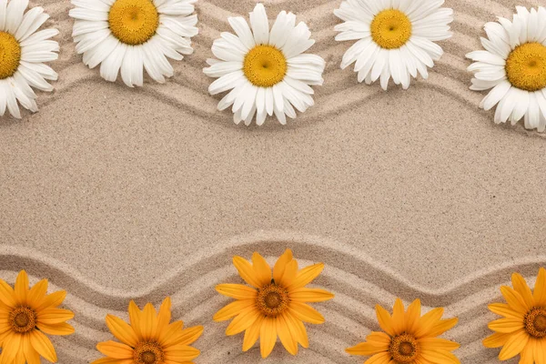 Two Lines Zigzag White Yellow Daisies Growing Sand View — Stock Photo, Image