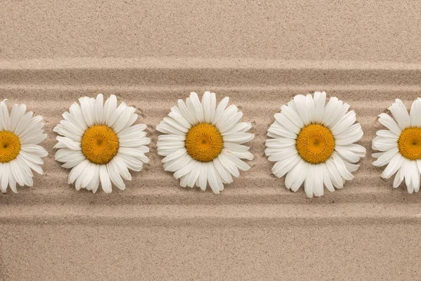 Row White Daisies Lying Sand Lines Top View — Stock Photo, Image