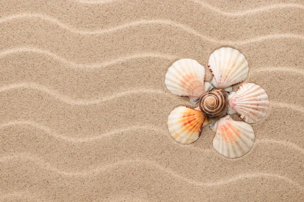 Conceptual Daisy Made Seashells Lying Dunes View — Stock Photo, Image