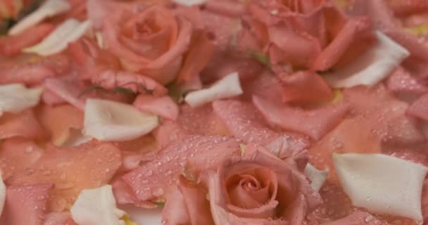 Primo piano, sfondo di nozze di rose in fiore e petali. — Video Stock