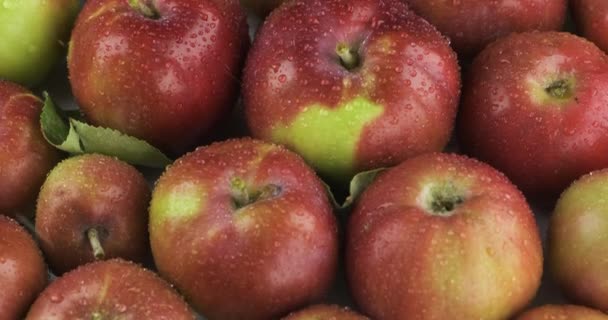 Panorama verticale. Le gocce di pioggia cadono su mele rosse mature e succose. Contesto della frutta. — Video Stock
