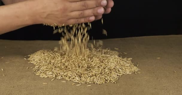 귀리 곡물을 연구하는 거죠. 농학자가 수확물을 살펴보다. — 비디오