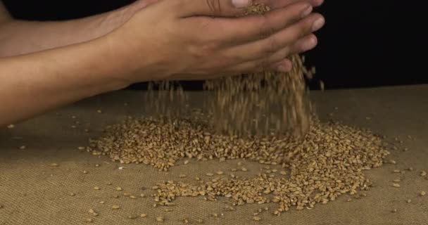 Das Studium der Weizenkörner. Agronom blickt auf die Ernte. — Stockvideo