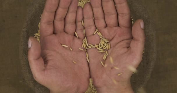 Falling oat grains in human palms on the background of a sack with grain. — Stock Video