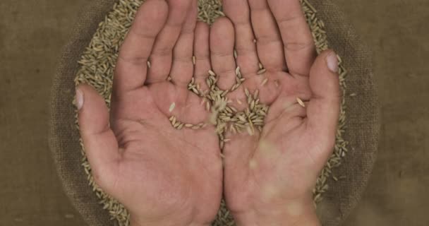穀物と袋の背景に人間の手のひらにライ麦粒を落下. — ストック動画