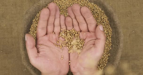 Jatuh butir gandum di telapak tangan manusia di latar belakang karung dengan biji-bijian. — Stok Video