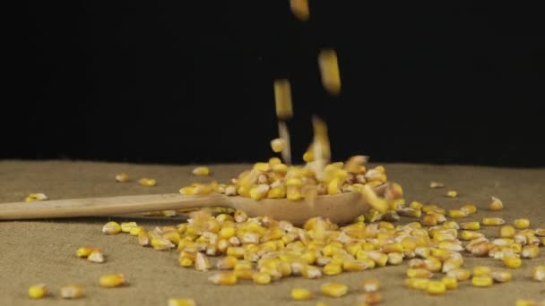 Los granos de maíz caen en una cuchara de madera y se vierte un montón. Movimiento lento. — Vídeo de stock