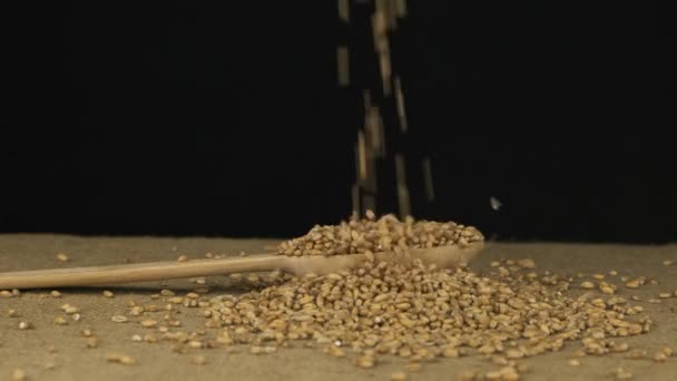 Wheat grains fall into a wooden spoon and heap is poured. Slow motion. — Stock Video