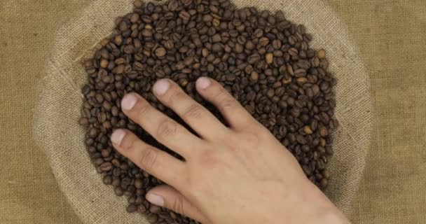 Farmer controls the quality of the coffee beans in the bag. Hand examines the seeds. — Stock Video