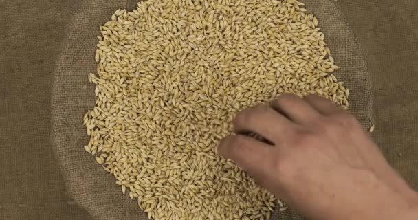 Farmer controls the quality of the barley grains in the bag. Hand examines the seeds. — Stock Video