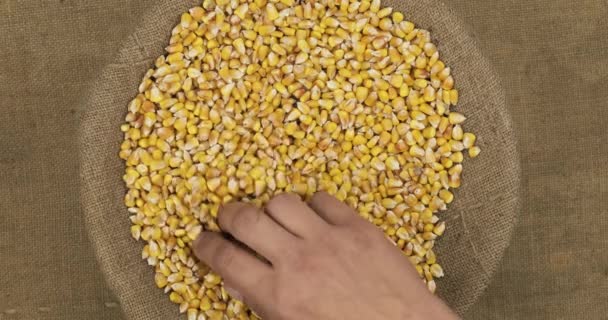 Petani mengontrol kualitas biji-bijian jagung dalam tas. Pemeriksaan tangan bibit. — Stok Video